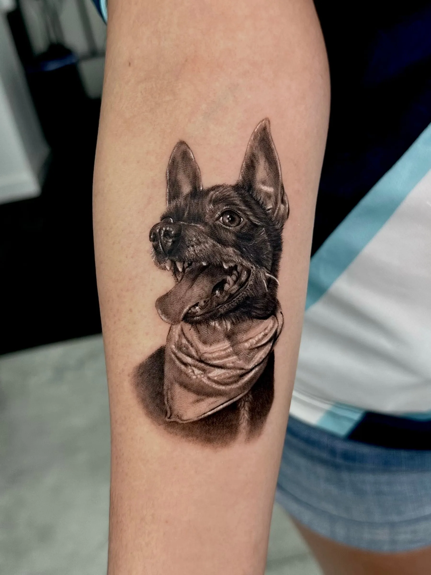 Retrato realista en negro y gris de un perro pequeño de orejas tiesas, con la boca abierta y un pañuelo al cuello, en el antebrazo
