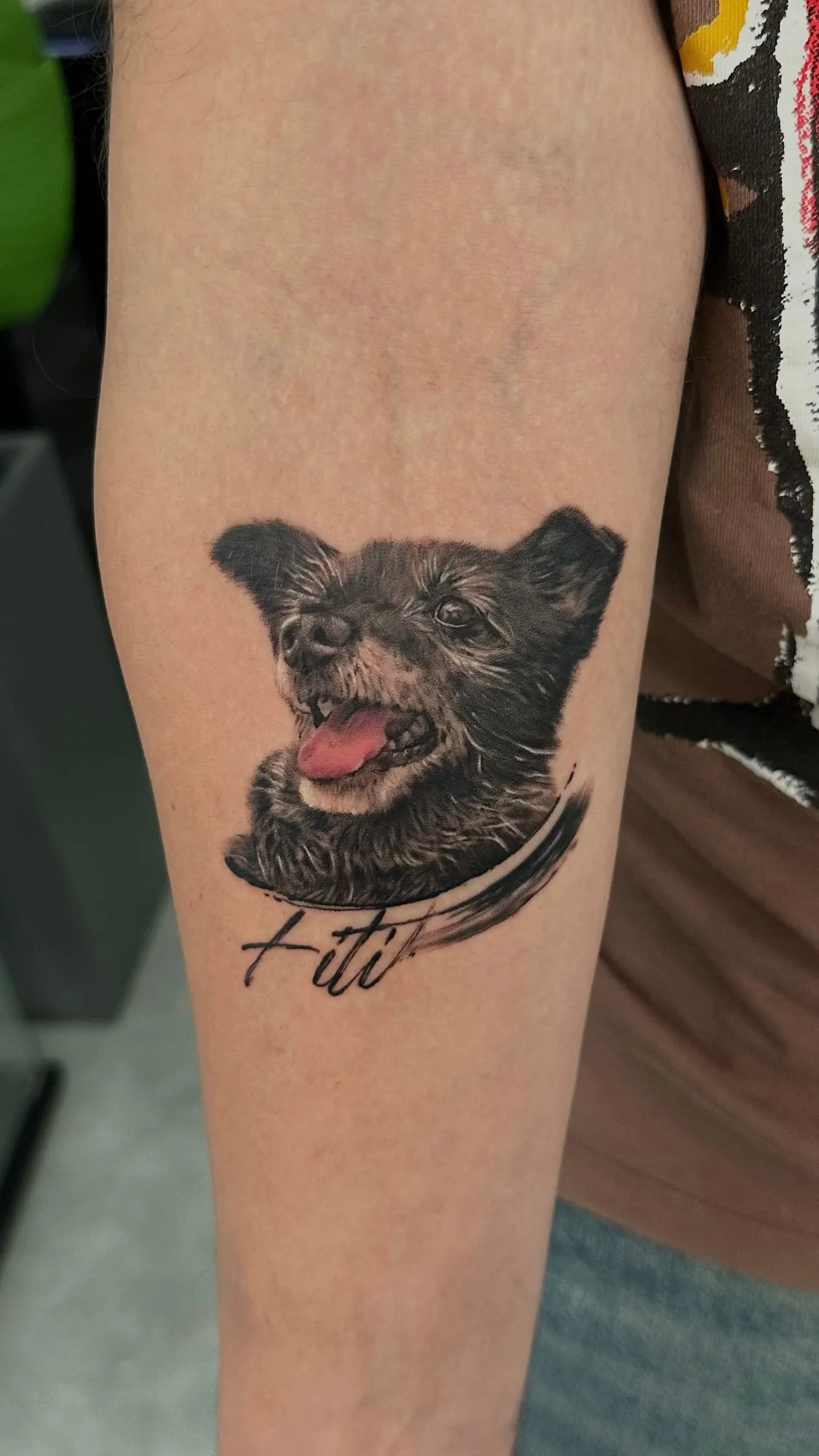 Retrato realista de un perro pequeño de pelo oscuro con la lengua fuera, sobre un trazo de pincel con su nombre Fiti, en el antebrazo